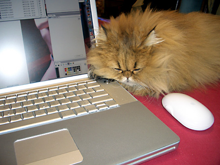 猫、チンチラ・来夢、来喜、ミドリガメ・マックス、コロタン