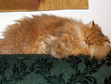 猫、チンチラ・来夢、来喜、ミドリガメ・マックス、コロタン