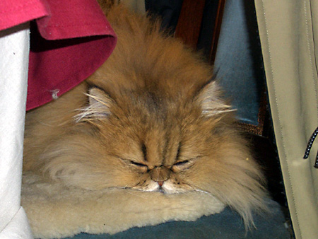 猫、チンチラ・来夢、来喜、ミドリガメ・マックス、コロタン