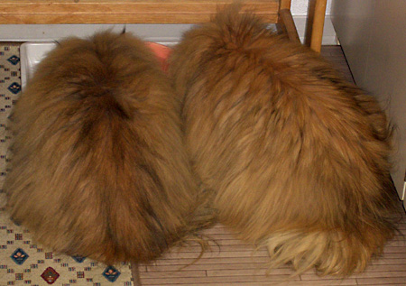 猫, チンチラ・ゴールデン, 来夢, 来喜