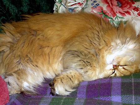 猫、チンチラ・来夢、来喜、ミドリガメ・マックス、コロタン