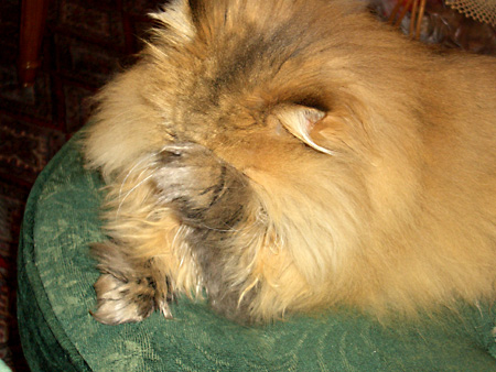 猫、チンチラ・来夢、来喜、ミドリガメ・マックス、コロタン