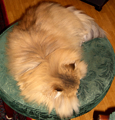 猫, チンチラ・ゴールデン, 来夢, 来喜