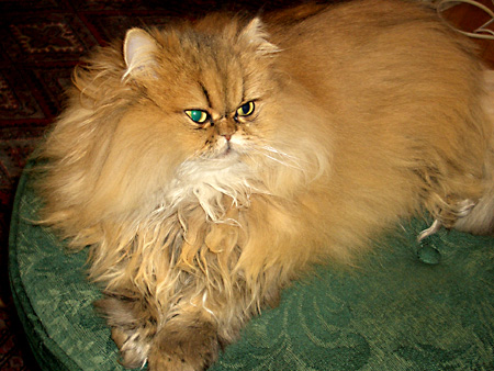 猫、チンチラ・来夢、来喜、ミドリガメ・マックス、コロタン