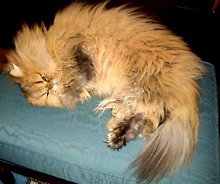 猫, チンチラ・ゴールデン, 来夢, 来喜