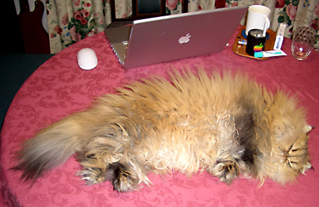 猫, チンチラ・ゴールデン, 来夢, 来喜