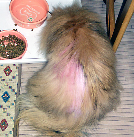 猫, チンチラ・ゴールデン, 来夢, 来喜