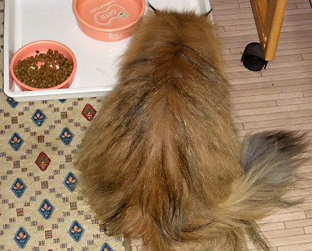 猫, チンチラ・ゴールデン, 来夢, 来喜