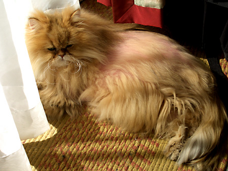 猫、チンチラ・来夢、来喜、ミドリガメ・マックス、コロタン