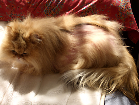 猫, チンチラ・ゴールデン, 来夢, 来喜