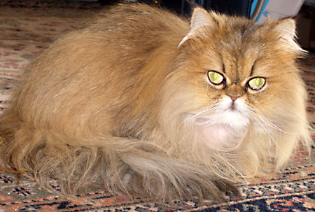 猫, チンチラ・ゴールデン, 来夢, 来喜