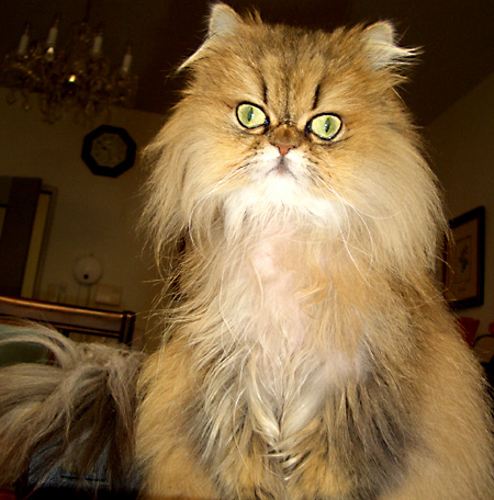 猫, チンチラ・ゴールデン, 来夢, 来喜