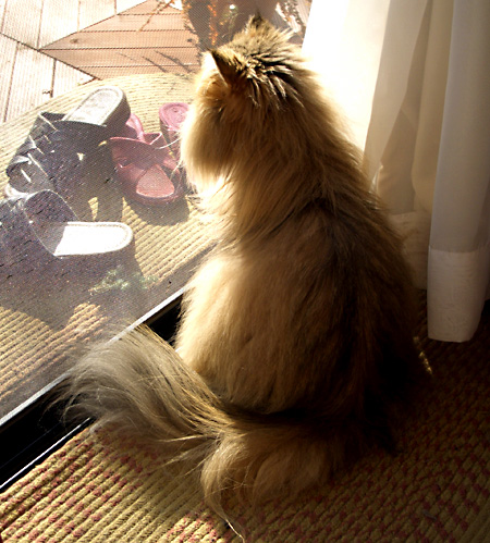 猫, チンチラ・ゴールデン, 来夢, 来喜