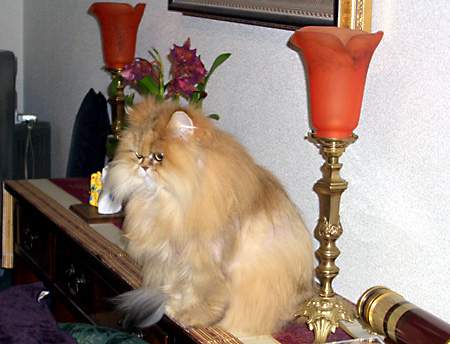 猫, チンチラ・ゴールデン, 来夢, 来喜