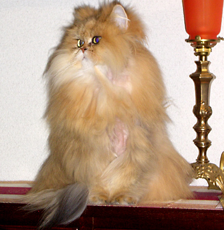 猫, チンチラ・ゴールデン, 来夢, 来喜