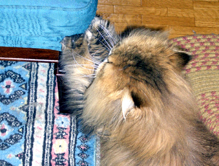 猫, チンチラ・ゴールデン, 来夢, 来喜