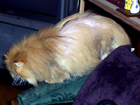 猫、チンチラ・来夢、来喜、ミドリガメ・マックス、コロタン