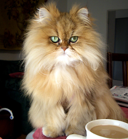 猫, チンチラ・ゴールデン, 来夢, 来喜