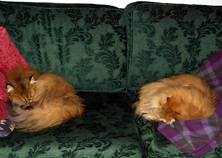 猫, チンチラ・ゴールデン, 来夢, 来喜