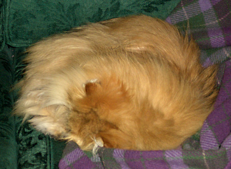 猫, チンチラ・ゴールデン, 来夢, 来喜