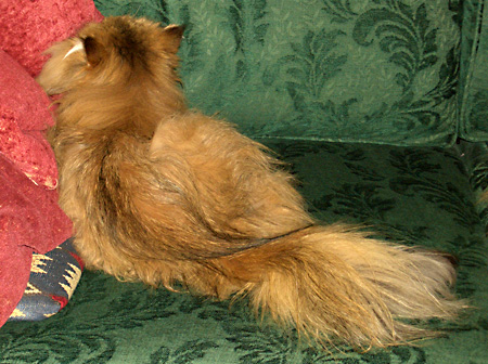 猫, チンチラ・ゴールデン, 来夢, 来喜