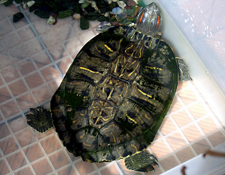 猫, チンチラ・ゴールデン, 来夢, 来喜