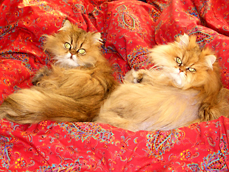 猫、チンチラ・来夢、来喜、ミドリガメ・マックス、コロタン