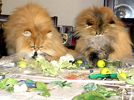 猫、チンチラ・来夢、来喜、ミドリガメ・マックス、コロタン