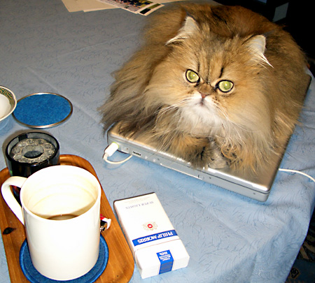 猫, チンチラ・ゴールデン, 来夢, 来喜