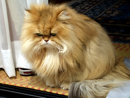 猫、チンチラ・来夢、来喜、ミドリガメ・マックス、コロタン