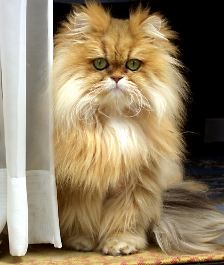 猫, チンチラ・ゴールデン, 来夢, 来喜