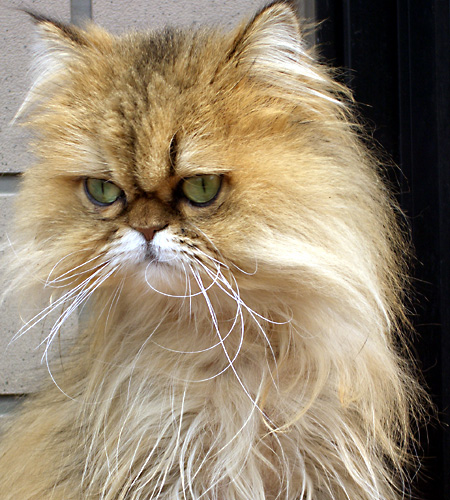 猫, チンチラ・ゴールデン, 来夢, 来喜