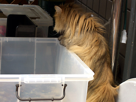 猫、チンチラ・来夢、来喜、ミドリガメ・マックス、コロタン