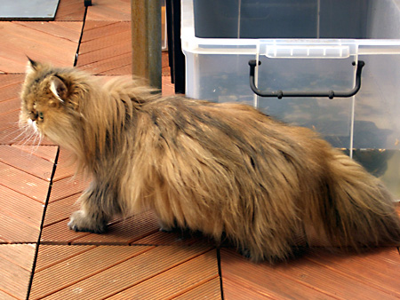 猫、チンチラ・来夢、来喜、ミドリガメ・マックス、コロタン