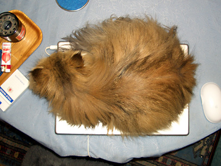 猫、チンチラ・来夢、来喜、ミドリガメ・マックス、コロタン