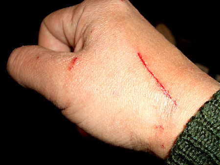 猫、チンチラ・来夢、来喜、ミドリガメ・マックス、コロタン