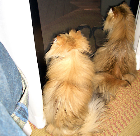 猫, チンチラ・ゴールデン, 来夢, 来喜