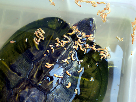 猫, チンチラ・ゴールデン, 来夢, 来喜