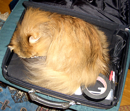 猫, チンチラ・ゴールデン, 来夢, 来喜