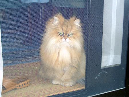 猫、チンチラ・来夢、来喜、ミドリガメ・マックス、コロタン