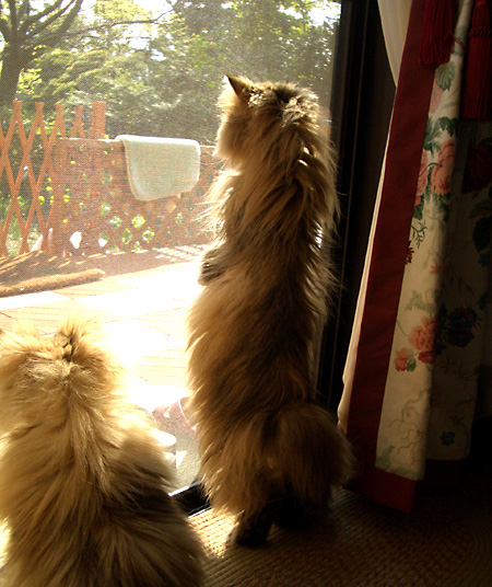 猫, チンチラ・ゴールデン, 来夢, 来喜