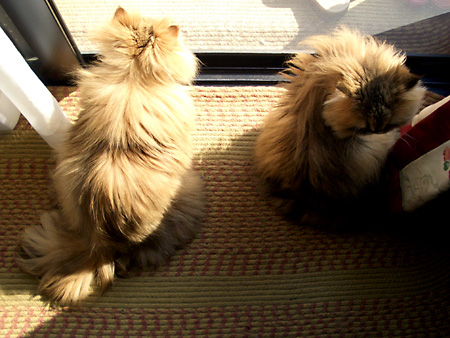 猫、チンチラ・来夢、来喜、ミドリガメ・マックス、コロタン