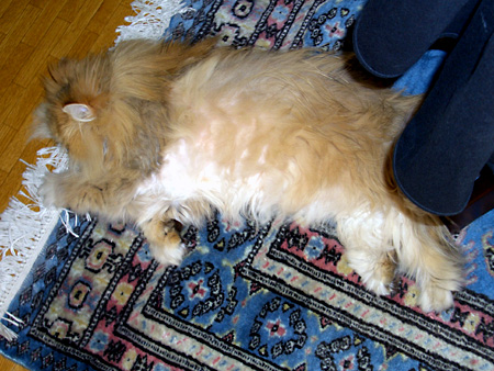 猫、チンチラ・来夢、来喜、ミドリガメ・マックス、コロタン