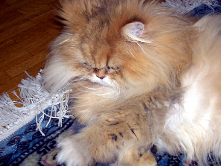 猫、チンチラ・来夢、来喜、ミドリガメ・マックス、コロタン