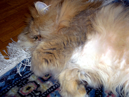 猫、チンチラ・来夢、来喜、ミドリガメ・マックス、コロタン