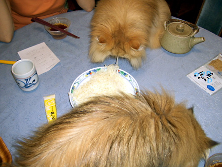 猫、チンチラ・来夢、来喜、ミドリガメ・マックス、コロタン