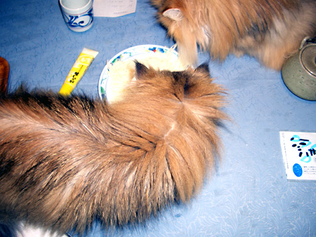 猫、チンチラ・来夢、来喜、ミドリガメ・マックス、コロタン