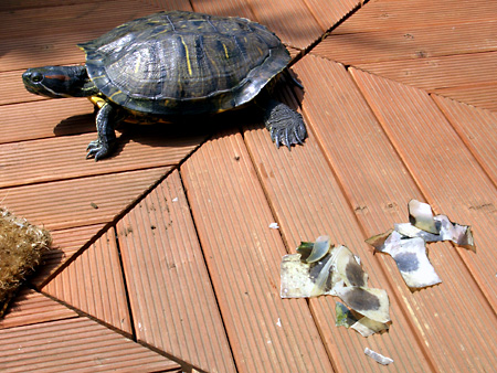 猫、チンチラ・来夢、来喜、ミドリガメ・マックス、コロタン