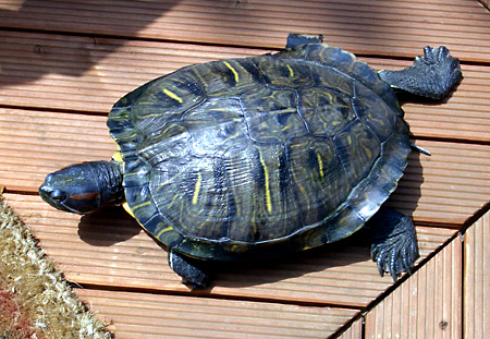 猫, チンチラ・ゴールデン, 来夢, 来喜