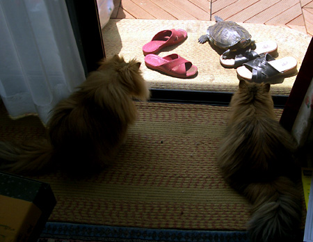 猫, チンチラ・ゴールデン, 来夢, 来喜